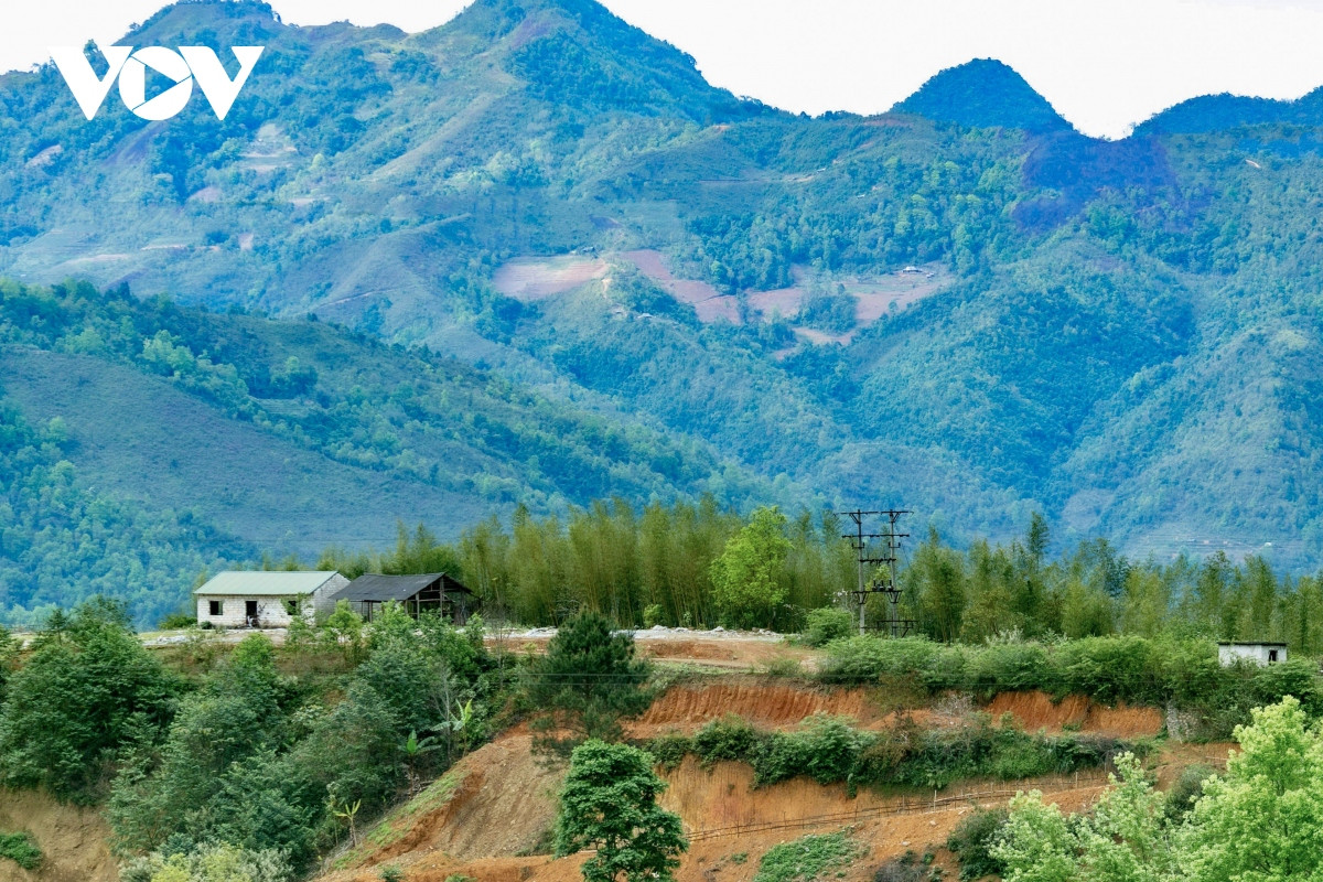 Trong thời gian tới, huyện Nguyên Bình đang tiếp tục mở rộng diện tích trồng cây trúc sào. Dọc con đường từ Nguyên Bình sang huyện Bảo Lạc đi Hà Giang trải dài một màu xanh bạt ngàn của những rừng trúc xanh đã để lại ấn tượng sâu sắc với du khách bởi sự hoang sơ, mộc mạc.