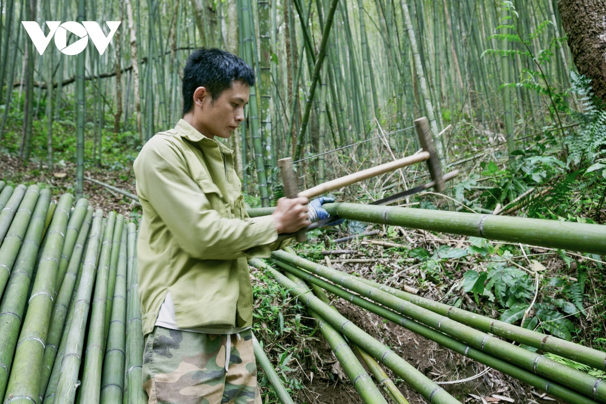 Tranh thủ thu hoạch những cây trúc đã đủ tuổi, anh Hoàng Văn Sinh ở xóm Bản Phường chia sẻ: “Những năm trở lại đây, rừng trúc có nhiều khách du lịch ghé thăm, người dân trong xóm tự nhắc nhở nhau không khai thác trúc bừa bãi mà phải giữ gìn cảnh quan để khu rừng luôn tươi xanh. Du khách đến không bán vé hay thu bất kỳ khoản phí nào. Gặp nhiều người từ dưới xuôi lên chúng tôi vui lắm, cũng mong xóm có thể phát triển thêm được du lịch từ đó bán được thêm nhiều sản vật của địa phương hơn”.