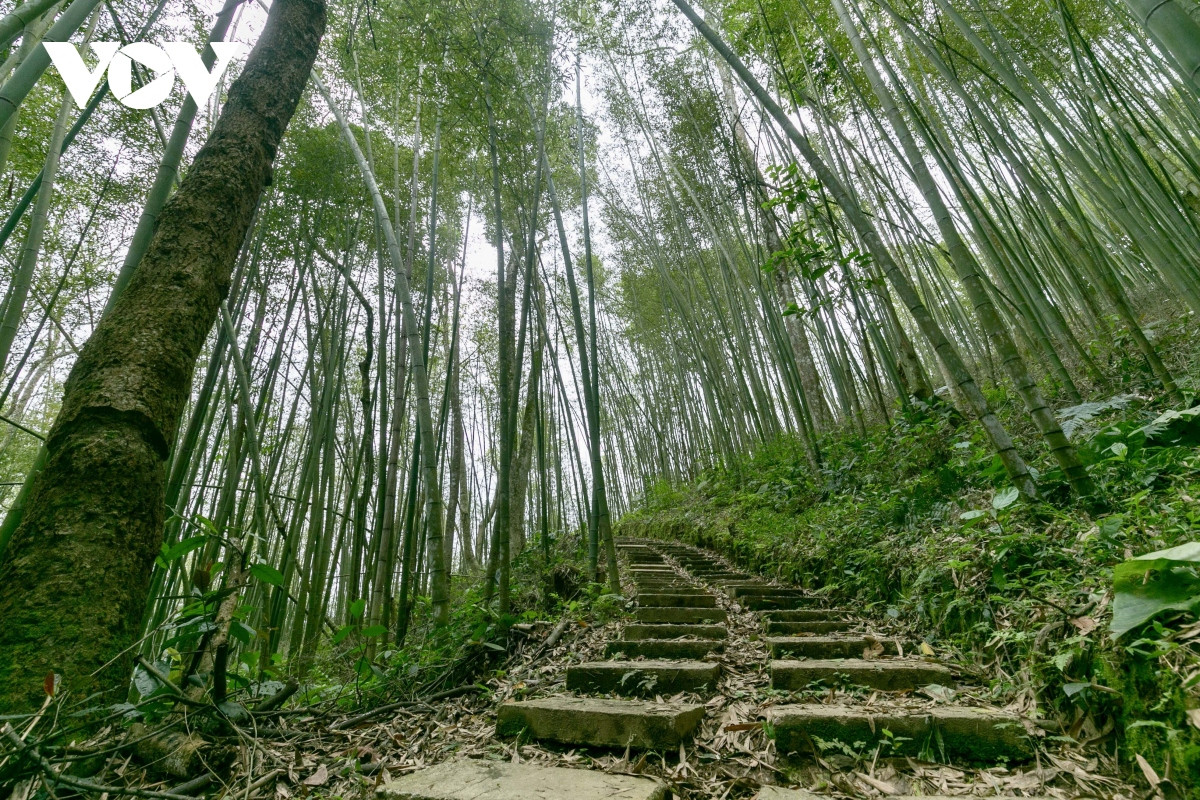Ngoài đường bê tông dẫn thẳng vào vườn trúc, nơi đây còn có các lối nhỏ để đi dạo quanh vườn.