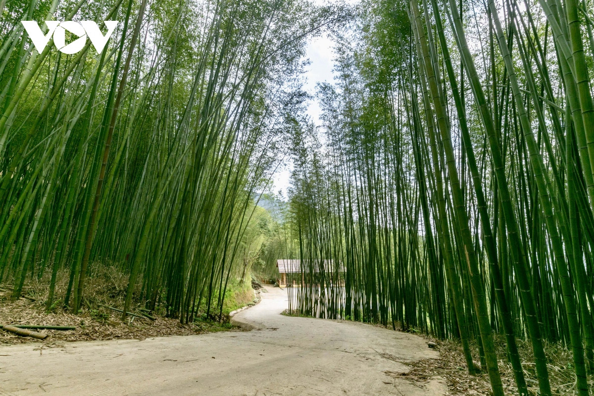 Rừng trúc Bản Phường cũng có nhà đón tiếp, chòi ngắm cảnh giúp du khách thuận tiện di chuyển, tham quan hoặc dừng chân nghỉ ngơi.