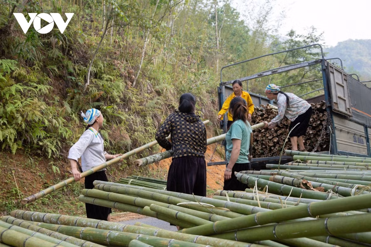 Huyện Nguyên Bình có tới 8 dân tộc anh em cùng sinh sống, trong đó xóm Bản Phường của xã Thành Công có gần 60 hộ với hơn 200 nhân khẩu đa phần là người Dao Tiền, Dao Đỏ.