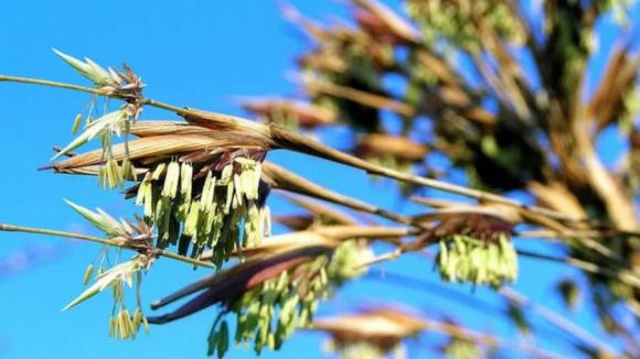 Thời xa xưa tre tre nở hoa thường là gắn với một dự báo sắp có hạn hán diện rộng. Mà với nền văn minh nông nghiệp lại không có thiết bị máy móc bơm nước như bây giờ nên hạn hán là mất mùa, là nỗi kinh hoàng hơn bao giờ hết. Bởi vậy với người xưa cây tre cây trúc ra hoa là nỗi khiếp sợ.