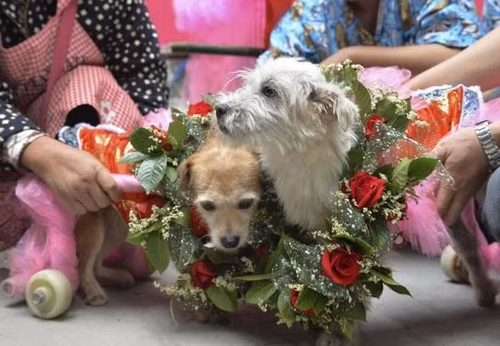 “Duyên phận” của “cô dâu" chó Lanlan và "chú rể" của mình rất đặc biệt. Đó là khi người chủ của Guaiguai – một bác sĩ thú y mang chó cưng tới thăm Trung tâm Cứu trợ động vật.