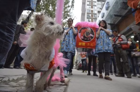 "Chú rể" chó Guaiguai dẫn đầu đoàn rước dâu, đưa "nàng" về dinh.