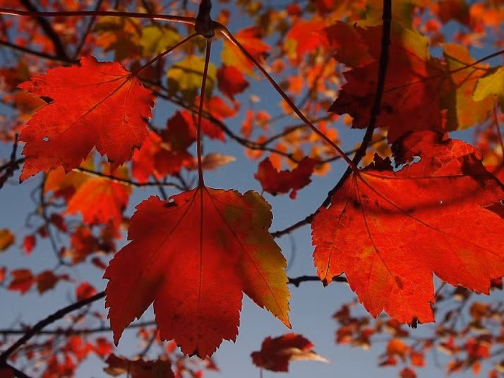 Bức ảnh "lá đỏ" được độc giả Linda Holtby chụp ở Winchester, Hampshire.