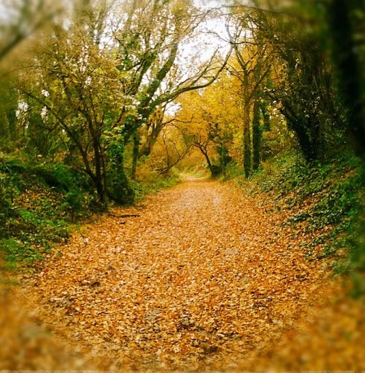Con đường mùa thu vàng rực của độc giả Mel Hewitt.