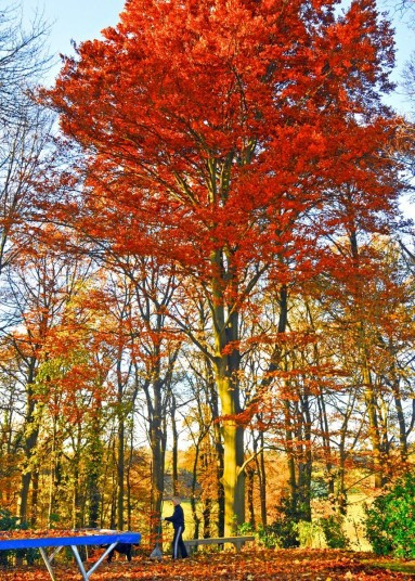 Bức ảnh người đàn ông đi dạo giữa rừng lá đỏ mùa thu của độc giả Alvan Pope.