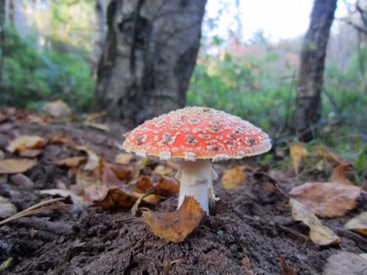 Bức ảnh cây nấm vươn lên trong lớp đất mùn rừng Delamere ở Cheshire.