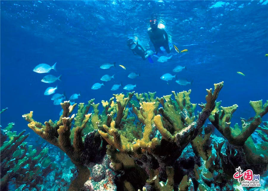 Vườn quốc gia Biscayne cũng là nhà của các loài động vật phong phú, đa dạng, gồm nhiều loài bị đe dọa như Trichechus manatus, cá sấu Mỹ, rùa biển...