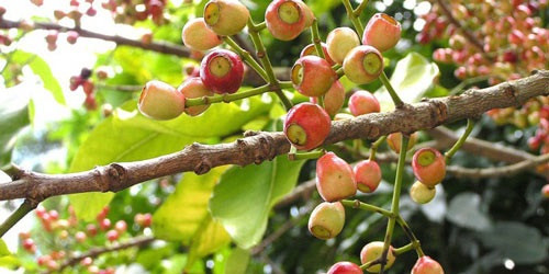 Nước lá vối, nụ vối: Theo Đông y, lá vối có tác dụng kiện tỳ, giúp ăn ngon, tiêu hóa tốt. Chất đắng có trong vối giúp kích thích tiết nhiều dịch tiêu hóa, mặt khác chất tannin lại bảo vệ niêm mạc ruột, còn chất tinh dầu có tính kháng khuẩn cao nhưng không làm tổn hại đến những loại vi khuẩn có ích cư trú tại ống tiêu hóa.