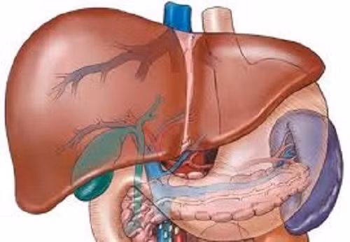 Gây hại cho gan: Trong một môi trường ô nhiễm nghiêm trọng, những hộp mì ăn liền bằng nhựa khi được ngâm trong nước nóng ở nhiệt độ trên 65 độ C, chất độc hại của nó sẽ ngấm vào thực phẩm, từ đó gây hại cho gan, thận, hệ sinh sản, dây thần kinh trung ương.