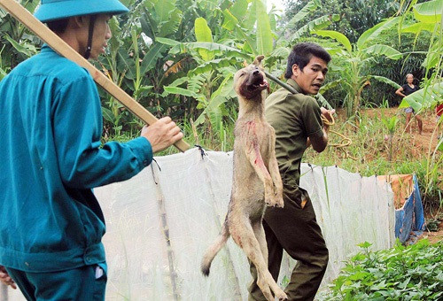  Dại: Từ đầu năm 2014 đến nay ghi nhận 15 ca tử vong do dại tại 10 tỉnh, thành phố: Thanh Hóa (3), Yên Bái (2), Tuyên Quang (2), Sơn La (1), Phú Thọ (1), Lào Cai (1), Hà Tĩnh (1), Nghệ An (1), Quảng Ngãi (1), Quảng Nam (1). So với cùng kỳ 2013 (26 ca) số tử vong do dại giảm 11 trường hợp.