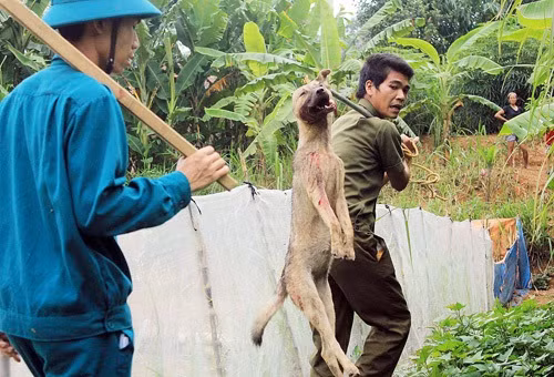  Dại: Từ đầu năm 2014 đến nay ghi nhận 15 ca tử vong do dại tại 10 tỉnh, thành phố: Thanh Hóa (3), Yên Bái (2), Tuyên Quang (2), Sơn La (1), Phú Thọ (1), Lào Cai (1), Hà Tĩnh (1), Nghệ An (1), Quảng Ngãi (1), Quảng Nam (1). So với cùng kỳ 2013 (26 ca) số tử vong do dại giảm 11 trường hợp.