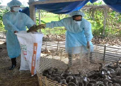 Theo nhận định của Bộ Y tế, nước ta vẫn ghi nhận rải rác các ổ dịch trên các đàn gia cầm, thêm vào đó vi rút cúm A(H5N1) không gây bệnh ở các đàn thủy cầm nên khó khăn cho việc phát hiện và xử lý sớm ổ dịch trên gia cầm, tiềm ẩn nguy cơ lây truyền vi rút và gây bệnh ở người. 