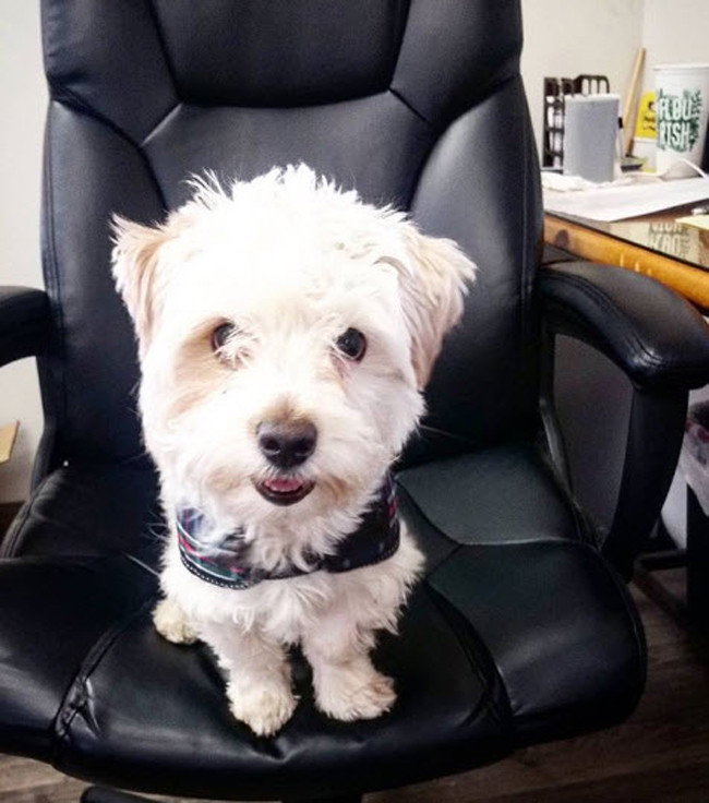 Khi cơ quan có "boss" mới.