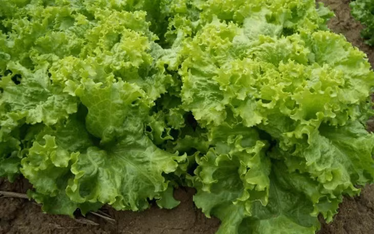 5 loai rau giau chat xo giup giam can, danh bay mo thua-Hinh-4