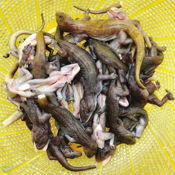 Loai dac san chi nhin cung “noi da ga”, dan thanh pho san lung-Hinh-2