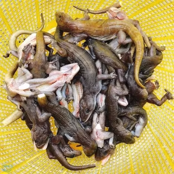 Loai dac san chi nhin cung “noi da ga”, dan thanh pho san lung-Hinh-2