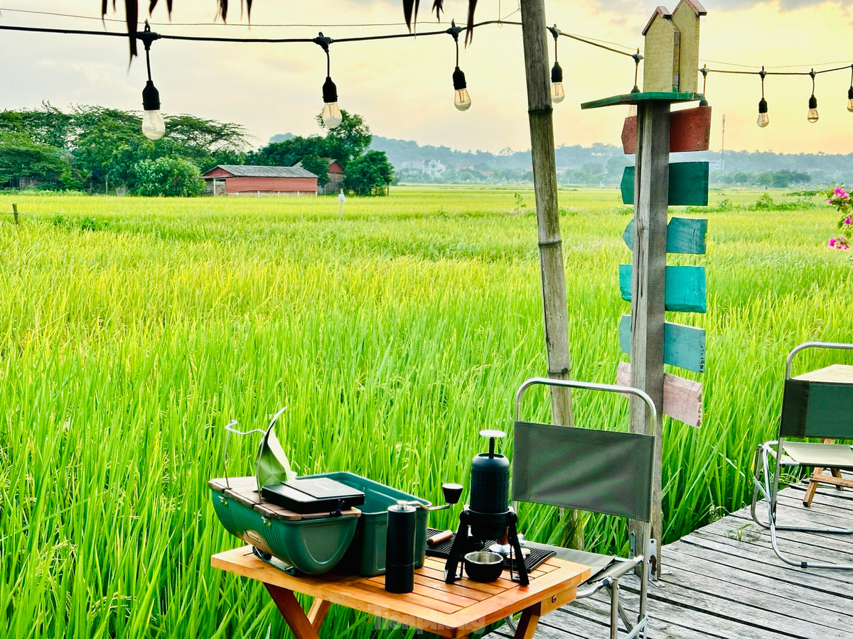 Đầu tháng 6 là lúc cả cánh đồng lúa chuyển dần từ xanh sang vàng và bắt đầu bước vào mùa gặt. Ngoài uống cà phê, thưởng thức các bữa ăn hương đồng gió nội, du khách còn được trải nghiệm gặt lúa cùng bà con, hít hà hương lúa thơm nồng.