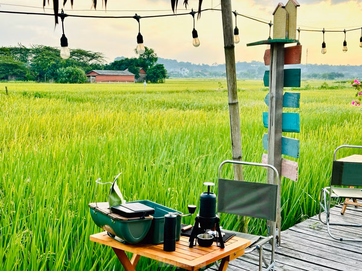 Đầu tháng 6 là lúc cả cánh đồng lúa chuyển dần từ xanh sang vàng và bắt đầu bước vào mùa gặt. Ngoài uống cà phê, thưởng thức các bữa ăn hương đồng gió nội, du khách còn được trải nghiệm gặt lúa cùng bà con, hít hà hương lúa thơm nồng.