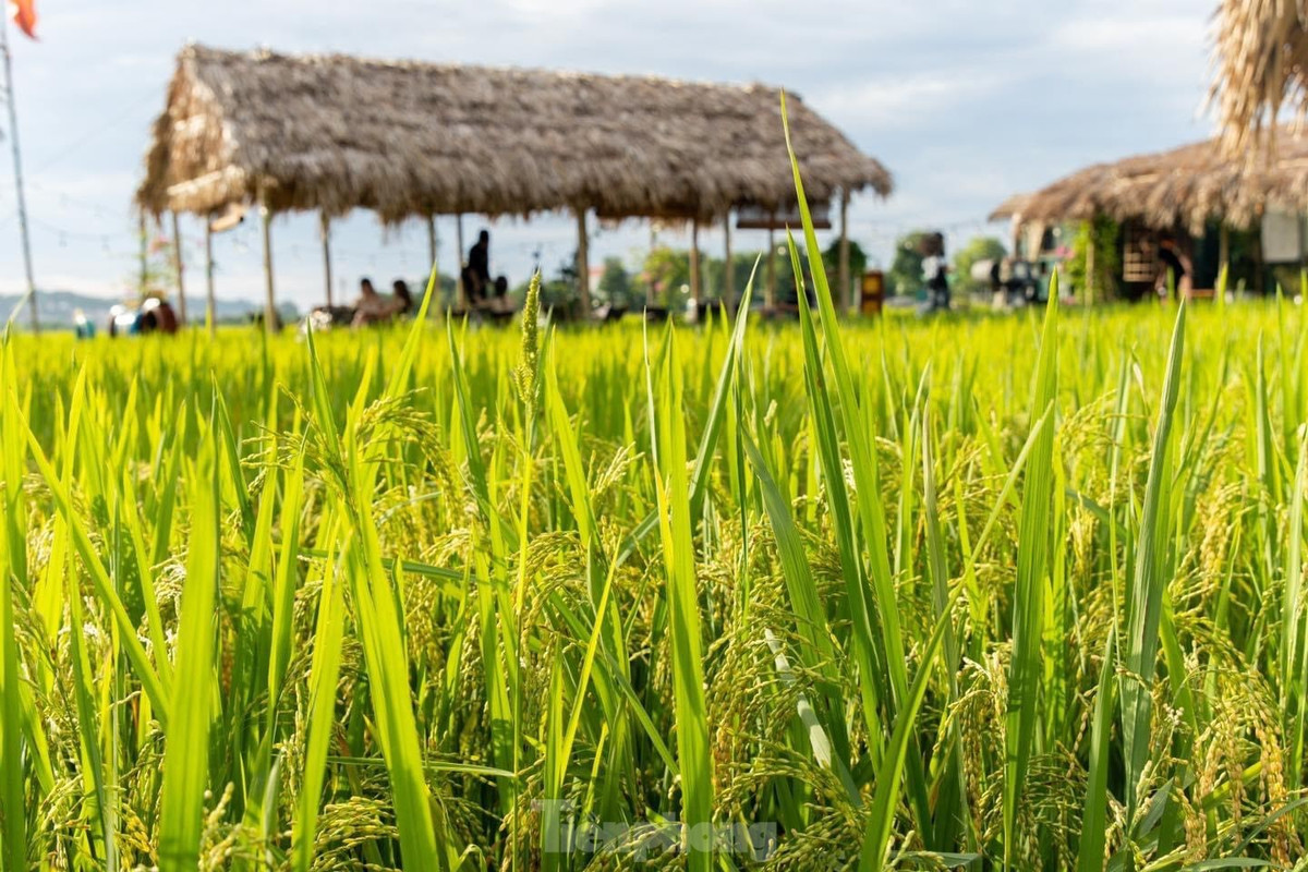 Với nhiều bạn trẻ, từ lâu quán cà phê ngon không phụ thuộc hoàn toàn vào vị giác mà còn phụ thuộc bởi không gian chill của quán. Quán không có điều hòa, chỉ với vài chiếc chòi lợp lá cọ giữa cánh đồng thơm phức mùa lúa chín ở ngoại ô Hà Nội.