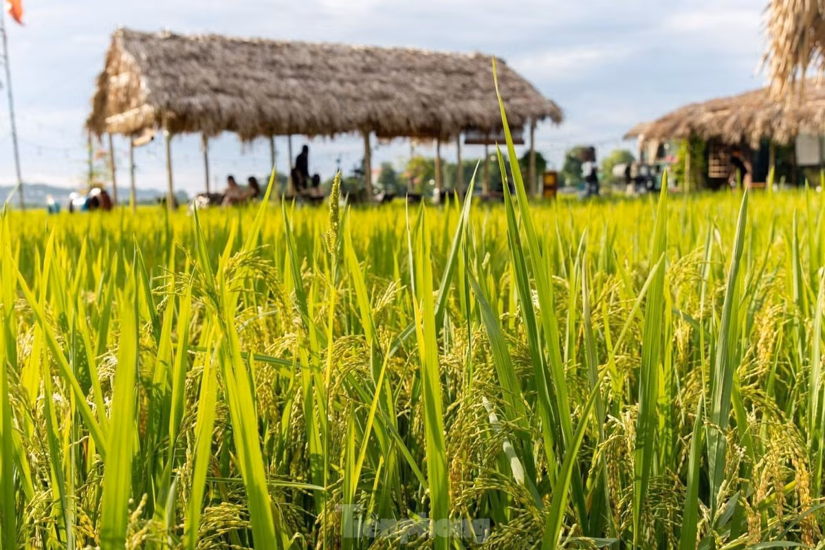 Với nhiều bạn trẻ, từ lâu quán cà phê ngon không phụ thuộc hoàn toàn vào vị giác mà còn phụ thuộc bởi không gian chill của quán. Quán không có điều hòa, chỉ với vài chiếc chòi lợp lá cọ giữa cánh đồng thơm phức mùa lúa chín ở ngoại ô Hà Nội.