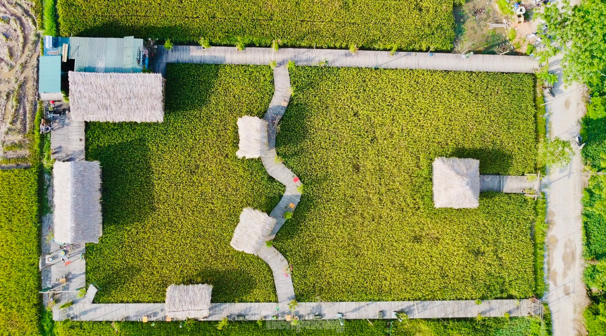 Nằm ở ngoại ô Hà Nội, quán cà phê nằm giữa cánh đồng lúa chín vàng ươm đang thu hút nhiều bạn trẻ đến check-in, giải tỏa bầu không khí oi bức, ngột ngạt của những ngày hè.