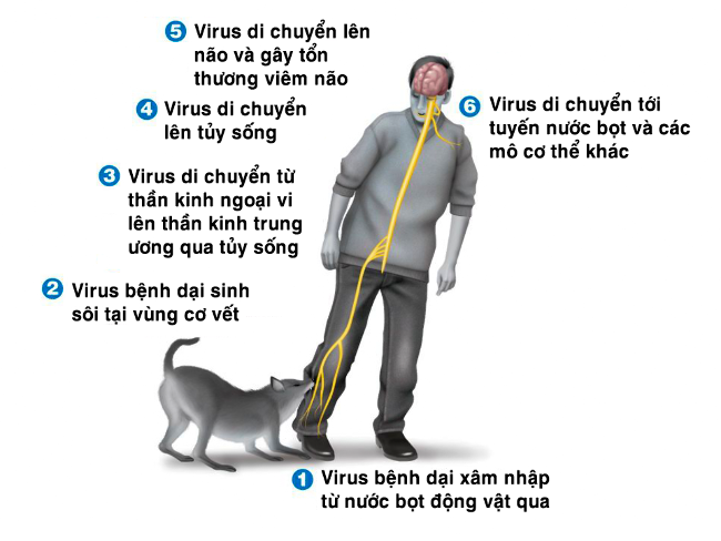 Benh dai bung phat, biet cach xu ly de tranh tu vong-Hinh-2