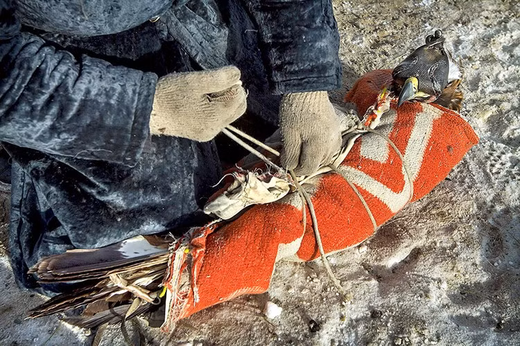 Người Kazakhstan còn mang theo bạn đồng hành đi săn của mình – đại bàng vàng. Ảnh: Getty Images.