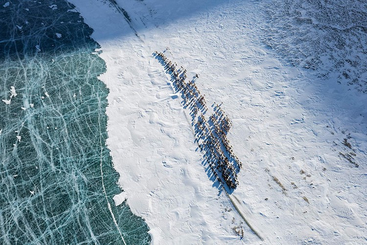 Những chú chó giúp chăn nhiều loài động vật. Ảnh: Getty Images.