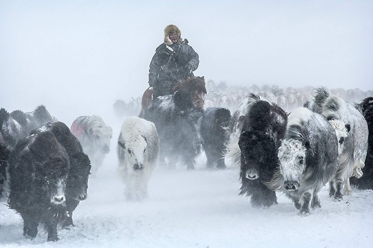 Những đàn ngựa, lạc đà, cừu, dê, bò yak và bò đi cùng người dân. Ảnh: Getty Images.