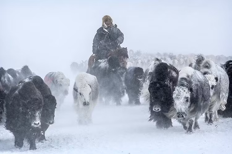 Những đàn ngựa, lạc đà, cừu, dê, bò yak và bò đi cùng người dân. Ảnh: Getty Images.