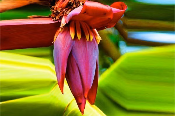 Loi ich tuyet voi cua hoa chuoi doi voi suc khoe