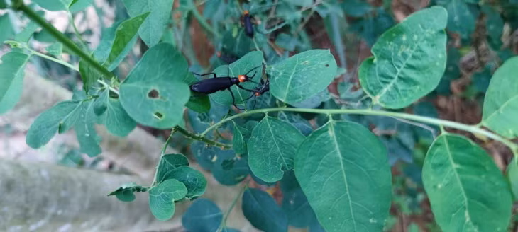 Ngo doc nguy kich sau an sau ban mieu: Phat hien the nao?