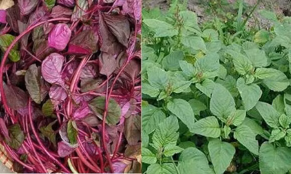 An rau den xanh hay rau den do tot hon?