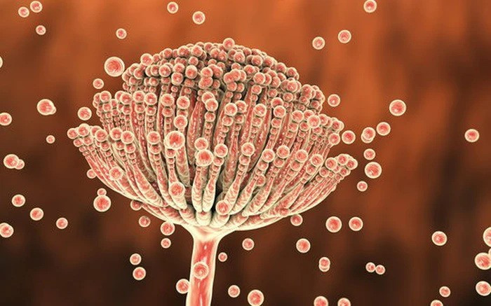 Nhung thu trong nha bep “an nap” doc to aflatoxin gay ung thu