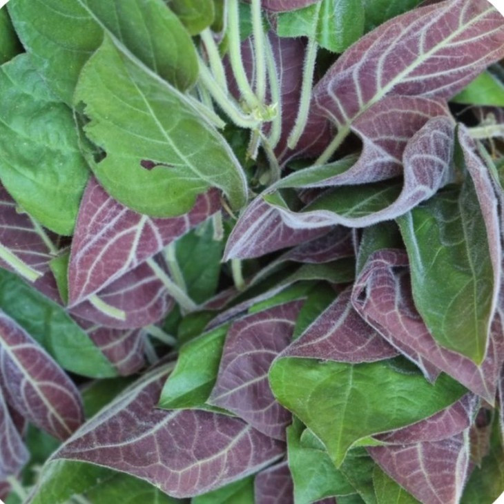 Hieu qua chua benh bat ngo tu la mo, giam dau xuong khop