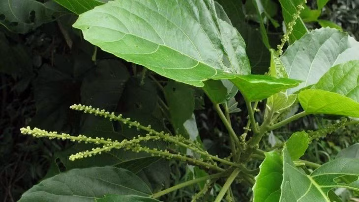 Nguoi dan ong suy ho hap vi dung la loc mai chua tao bon