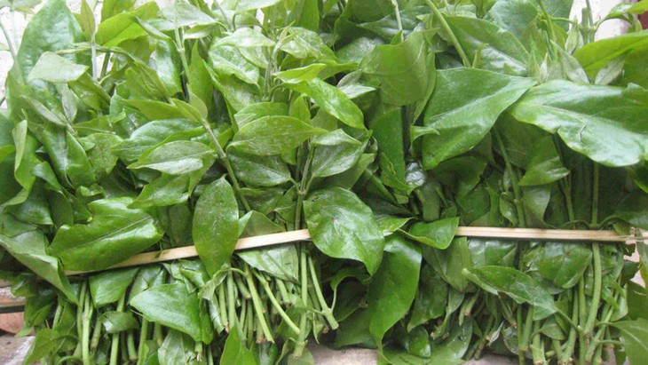 Loi ich tuyet voi cua rau sang doi voi suc khoe