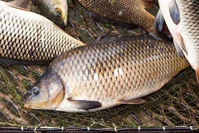 4 loai ca chua nhieu formaldehyde, kim loai nang, re cung cho mua