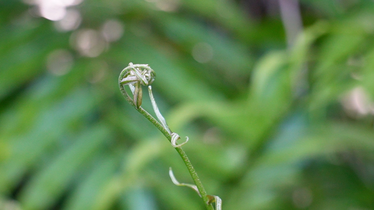 Đọt choại (một loài cây họ dương xỉ) khi còn non sẽ bung ra như dấu chấm hỏi, giòn mềm, từ lâu đã được xem như loại rau làm thực phẩm chế biến nhiều món ăn.