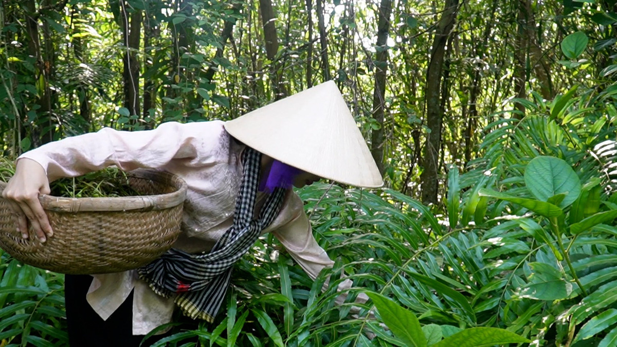 Với người dân xứ rừng U Minh Hạ, đọt choại được hái ăn kèm trong món lẩu mắm, luộc chấm với các món kho, giờ đây còn thêm món gỏi với hoa mua.