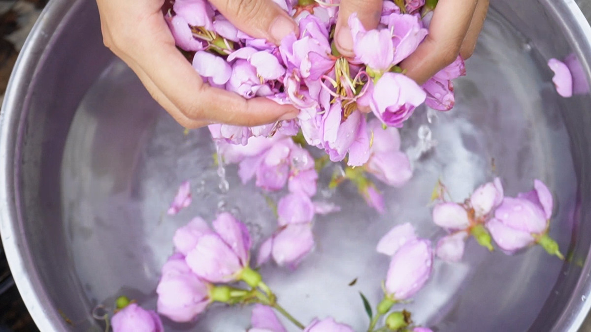 Hoa mua thường nở rộ vào những buổi sáng hoặc sau mưa của mùa hạ. Hoa mua có vị thơm nhẹ, ăn vào có vị chát nên việc kết hợp hoa mua, đọt choại với các loại thịt, cá, tôm sẽ giúp cho người ăn không bị ngán.