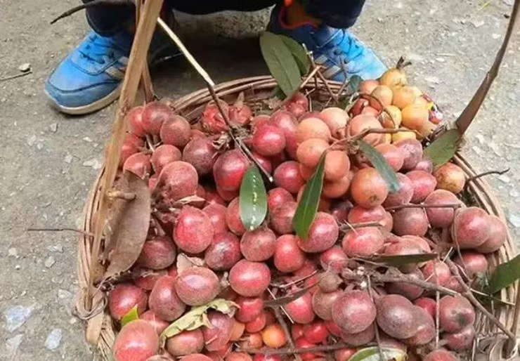 Dac san rung vi cay ngot, nhieu cong dung, gia hon nua trieu/kg-Hinh-3