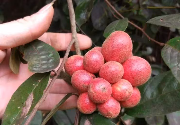 Dac san rung vi cay ngot, nhieu cong dung, gia hon nua trieu/kg