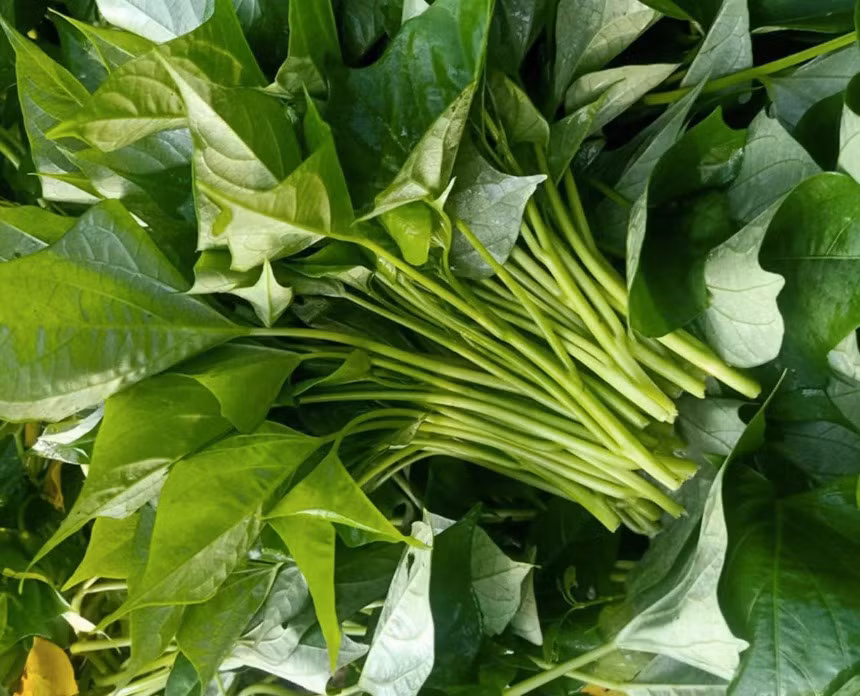 Loai rau binh dan chat xo gap 2 can tay, vitamin gap 2 cam-Hinh-12