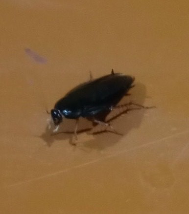 Te bi dau luoi, yeu co tu chi... sau an sau ban mieu-Hinh-3