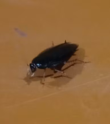 Te bi dau luoi, yeu co tu chi... sau an sau ban mieu-Hinh-3