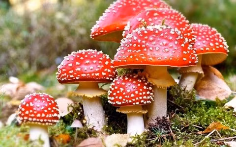 6 nguoi nhap vien cap cuu vi an nam la hai tren ray