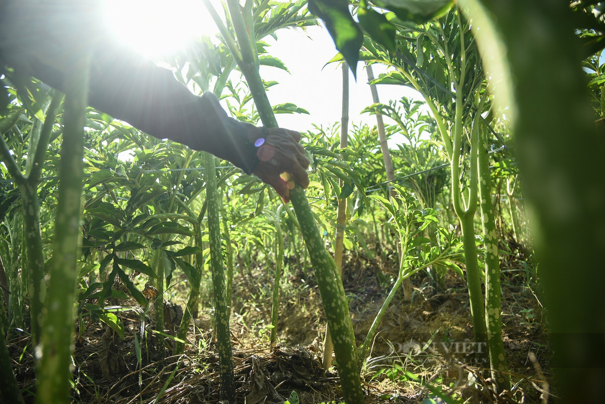 Là cây thân thảo với củ to hình dẹt, đường kính 15 cm đến 20 cm. Lá có cuống dài 40 cm đến 80 cm, màu lục nâu có những đốm trắng chia làm 3 nhánh, các nhánh lại phân đôi xẻ thành hình lông chim.